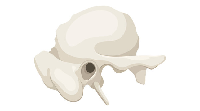 Temporal Bone of Human Skull with Ear Canal