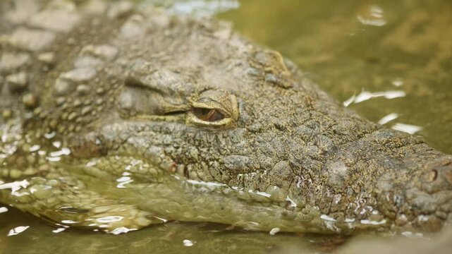 Crocodile eye closing in slow motion