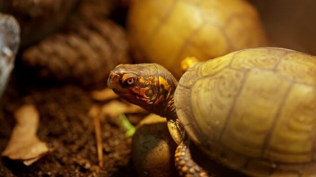 Three toed box turtle looking around its natural habitat