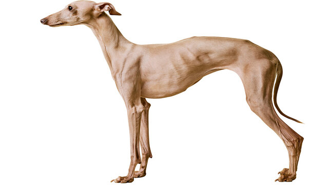 Slender Italian Greyhound dog with lean physique standing alert, isolated on transparent background