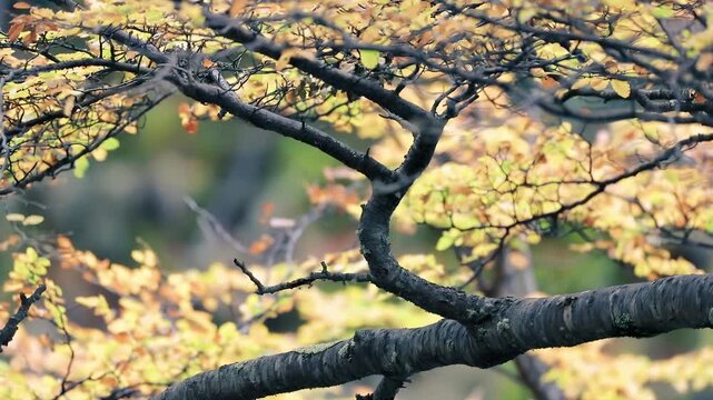Black crowned night heron perched on a branch with autumn foliage