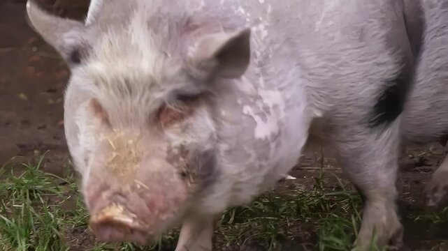 Close-up of a domestic pig rooting in muddy ground with green grass