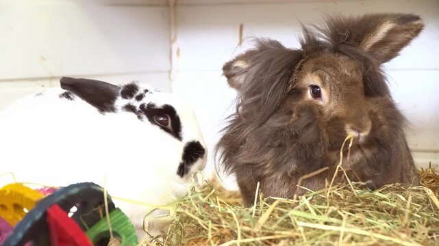 Two adorable rabbits, one fluffy and one spotted, resting in hay with toys