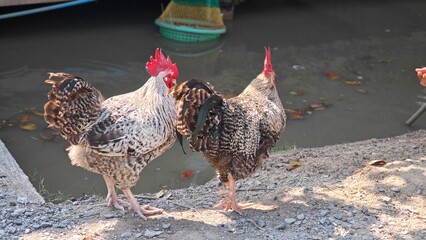 Two bantam rooster walking around. © lesyeuxdedidi