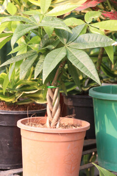 guiana chestnut, Pachira aquatica is a species of tropical wetland tree