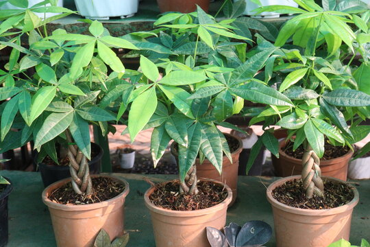 guiana chestnut, Pachira aquatica is a species of tropical wetland tree