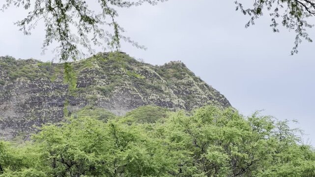 Neltuma pallida (formerly Prosopis pallida) is a species of mesquite tree. kiawe, huarango, American carob.  Honolulu, Oahu, Hawaii.  Diamond Head Crater (Tuff cone)