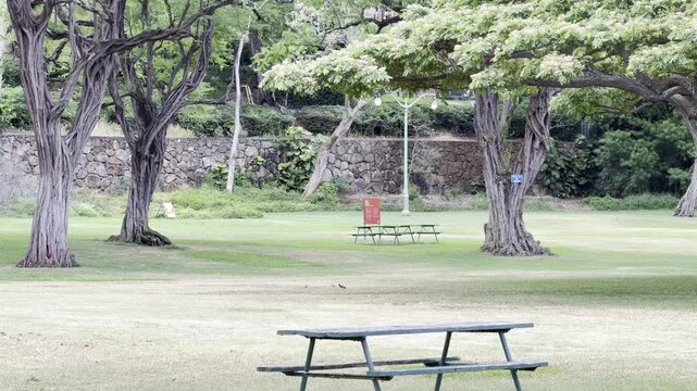 Neltuma pallida (kiawe tree, huarango, American carob) with Samanea saman (rain tree and monkeypod). Honolulu, Oahu, Hawaii.  Picnic table
