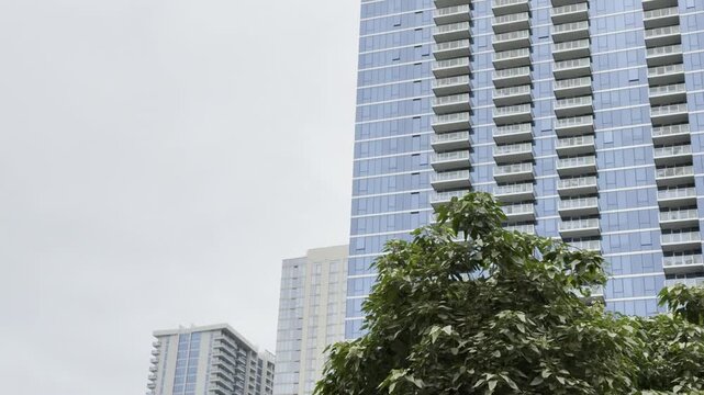 Aleurites moluccanus, candlenut, Indian walnut or, in Hawaii, kukui, is a tree in the spurge family Euphorbiaceae. New luxury apartment building in Honolulu, Oahu