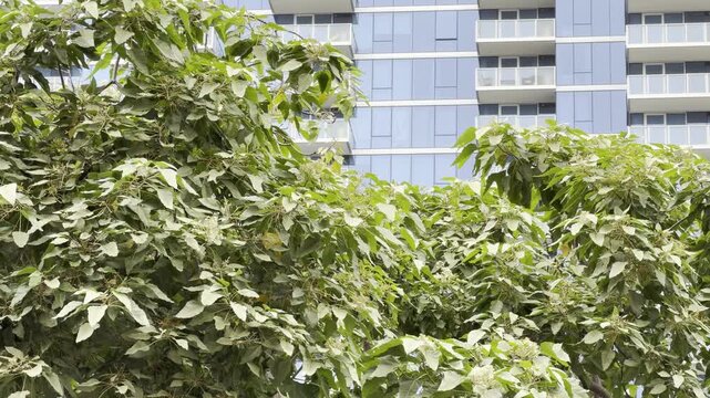 Aleurites moluccanus, candlenut, Indian walnut or, in Hawaii, kukui, is a tree in the spurge family Euphorbiaceae. New luxury apartment building in Honolulu, Oahu
