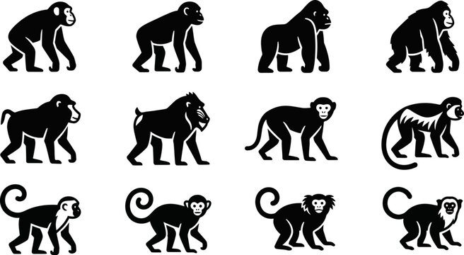 Set of various monkey and ape species black silhouettes.