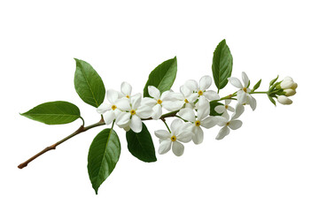 Naklejka premium Jasmine flowers with white blossoms and green leaves on a branch, blooming in spring or summer, transparent background