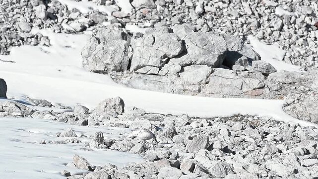 On sunny day, a rock ptarmigan looking for seeds on stony ground (Lagopus muta)