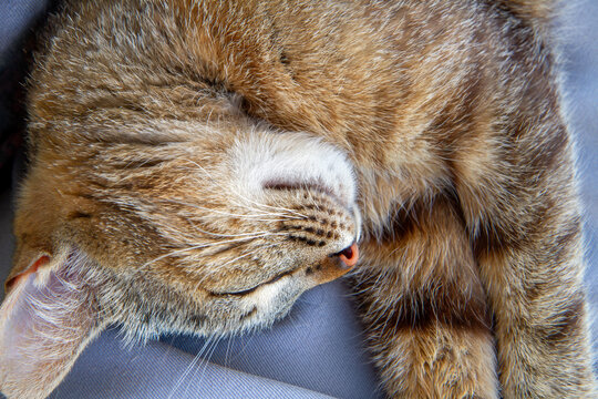 Sleeping gray domestic cat close-up. The head and muzzle of a sleeping cat.