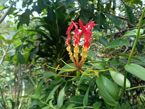 A vibrant close-up photograph of a flame lily (Gloriosa superba) showcasing its striking red and yellow reflexed petals against a lush green tropical garden background. The flower's elegant curling pe