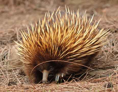 Short-beaked Echidna (Tachyglossus aculeatus) Foraging on Ironstone Hill Walk, Kangaroo Island, South Australia