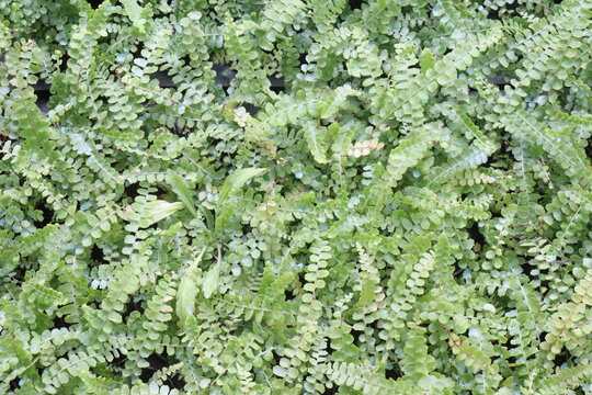 Lemon Button Fern, Nephrolepis cordifolia Duffii pet safe houseplant