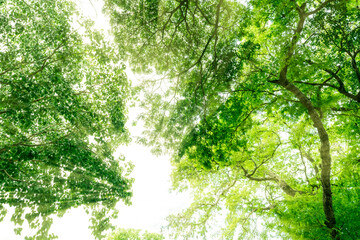 Obraz premium Bottom view of tree with green leaves in tropical forest with sun light. Fresh environment in park. Green tree give oxygen in summer garden. Environmental conservation. Ecology concept. Save the earth