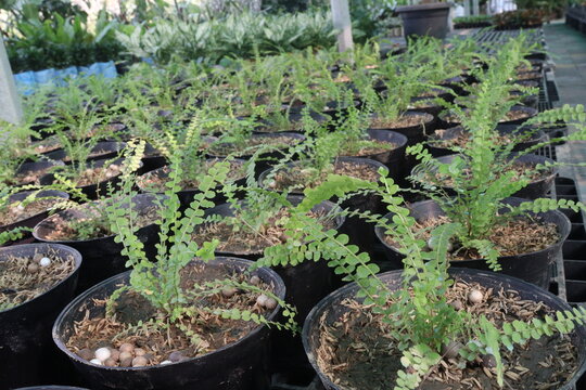 Lemon Button Fern, Nephrolepis cordifolia Duffii pet safe houseplant