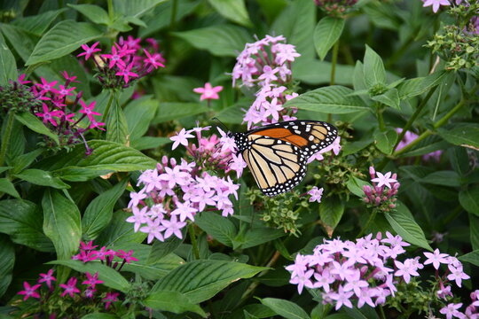 Monarch Butterfly on Light Pink Pentas