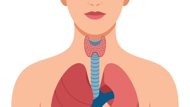 Human anatomy diagram showing the thyroid gland located in the neck above the lungs and trachea for endocrine study.