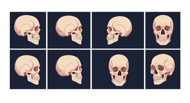 Sequential rotation of a human skull showing front side and three quarter views for medical or artistic anatomy study.