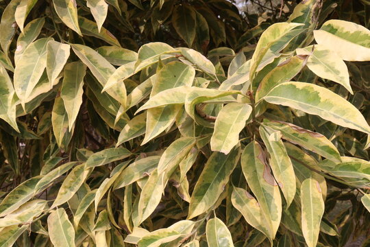 Ligustrum lucidum Variegata, Variegated Tree Privet plant