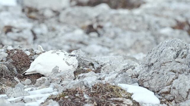 Wild Alps in the autumn season, a rock ptarmigan eats seeds on stony ground (Lagopus muta)