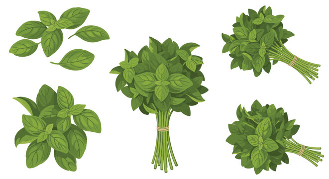Selection of fresh green basil leaves and tied bunches for cooking herbal medicine and culinary flavoring in a kitchen setting.
