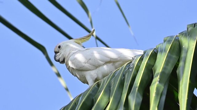 Low angle shot of the world's rarest cockatoo, the Abbott's yellow-crested cockatoo, in the wild of Masalembu.