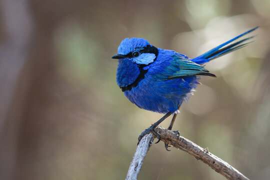 Male splendid fairywren (Malurus splendens) in breeding plumage, Perth, Australia. Beautiful Australian bird.