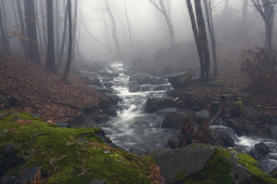 Dark and moody misty forest stream in deep forest