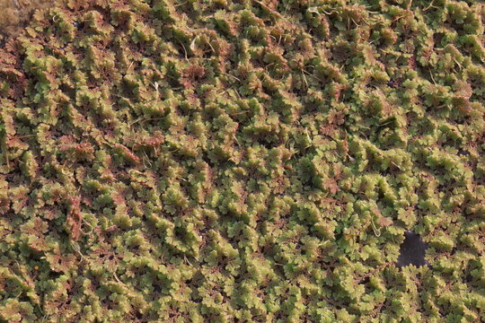 Mosquito ferns, Azolla is a aquatic ferns