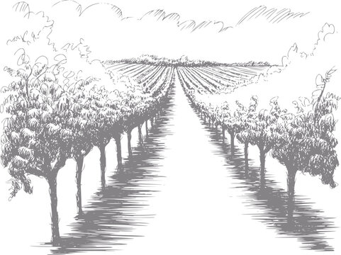 Of a vineyard with rows of grapes and trees under a cloudy sky