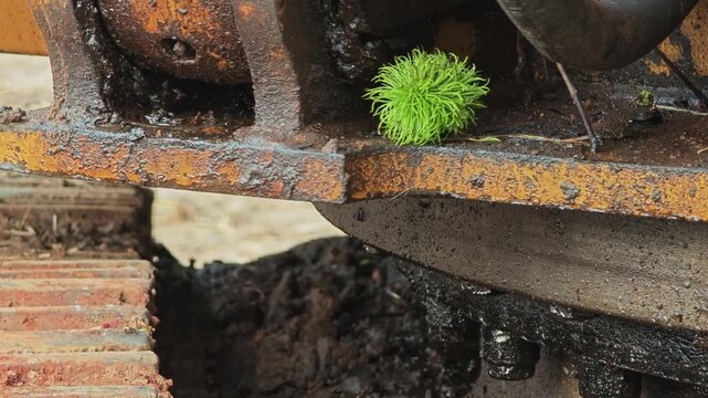 Rambutan on Excavator. Backhoe Loader.