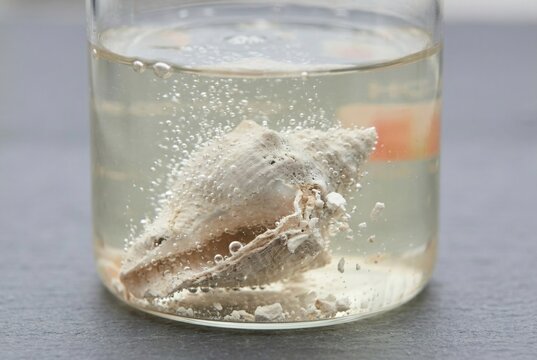 Macro view of a conch shell dissolving in a bubbling acidic water experiment