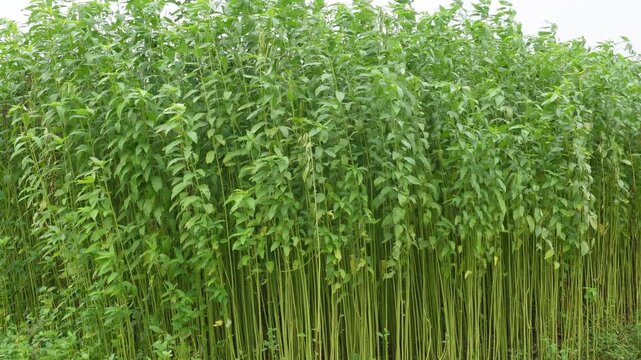 Dense Field of Tall Green Jute Plants