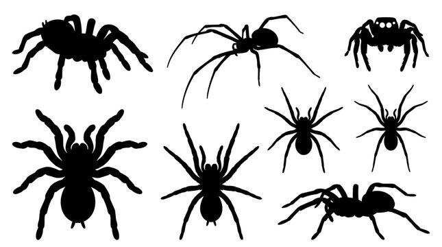 Collection of diverse black spider vector silhouettes featuring creepy arachnid insect icons perfect for spooky Halloween nature or gothic horror graphic designs isolated on white background.