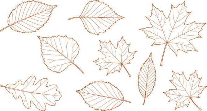 Autumn leaves silhouette various leaf types in brown outline on white background