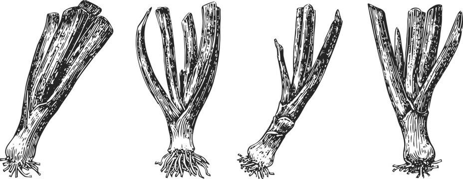 vintage hand drawn seaweed sketches botanical marine algae collection illustration