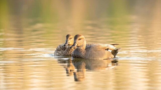 two gadwall close up on everglades national park florida lake morning light video