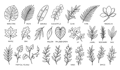 Various Botanical Leaves Doodle Vector Illustration Set with Hand Drawn Monochrome Foliage Collection © MdShojib