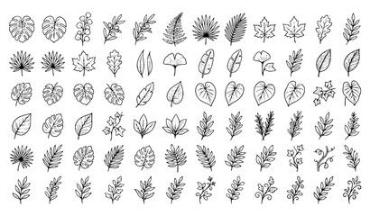 Hand Drawn Various Leaves Doodle Vector Collection with Botanical Line Art Foliage Isolated on White © MdShojib