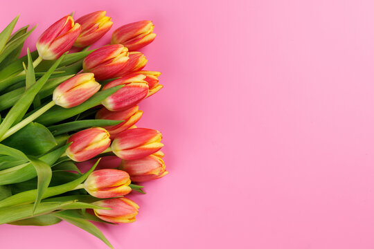 Fresh pink tulips on pink background