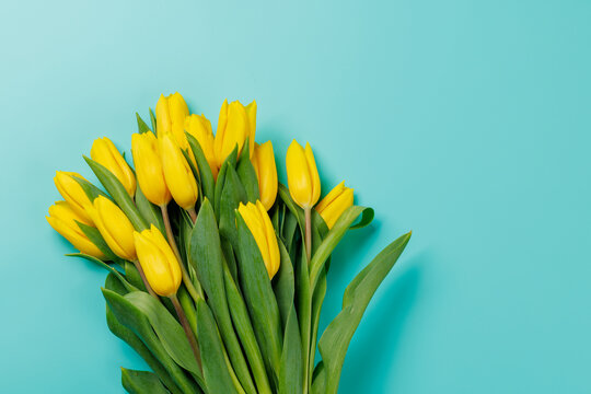 Yellow tulips on blue background