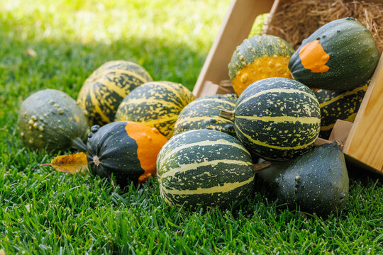 Various pumpkins in a wooden box on sunny green grass, autumn harvest scene