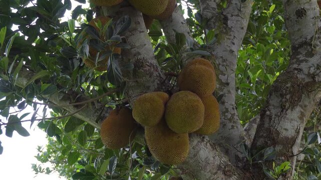Jackfruit Tree with Large Ripe Fruits on Trunk