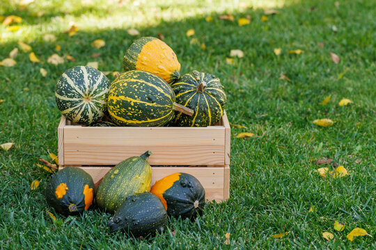 Various pumpkins in a wooden box on sunny green grass, autumn harvest scene