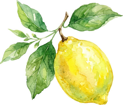 Bright yellow citrus fruit with round texture, green leaves, and stem. Perfect for botanical art, kitchen decor, food packaging design.