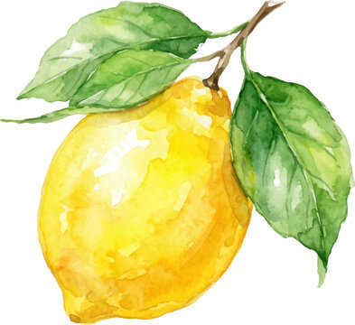 Yellow watercolor lemon fruit with green leaves and brown stem, perfect for food packaging design or kitchen decor. Bright and fresh citrus illustration.